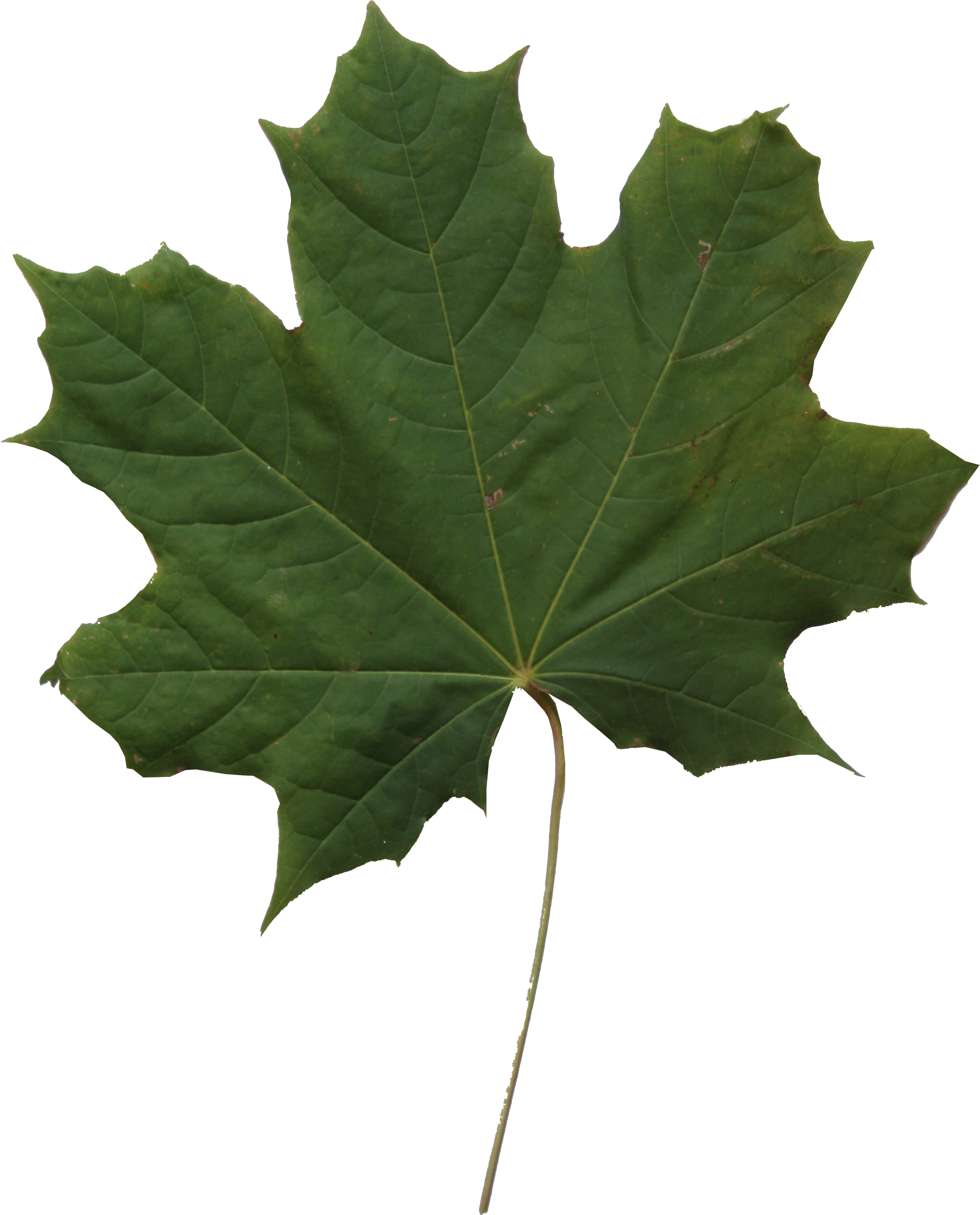 Maple Leaf Texture - Maple Leaf Png Texture (2304x3456)
