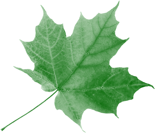 Green Leaf Consulting Services - Precious Moments We Shared In Time (745x682)