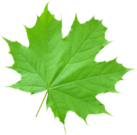 Составление Налоговой Декларации 3-ндфл - Maple Leaf Transparent Green (447x435)