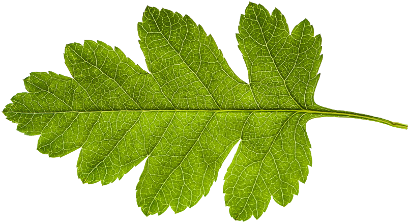 Environment - Gambel Oak (1000x455)