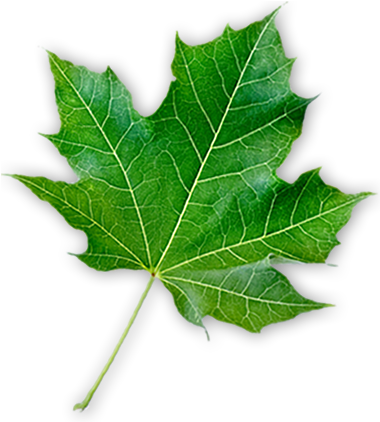 Maple-leaf - Maple Leaf (379x445)