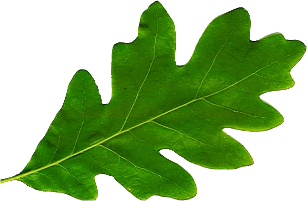 Otter Creek Construction Believes It Is Crucial To - Leaf (638x460)