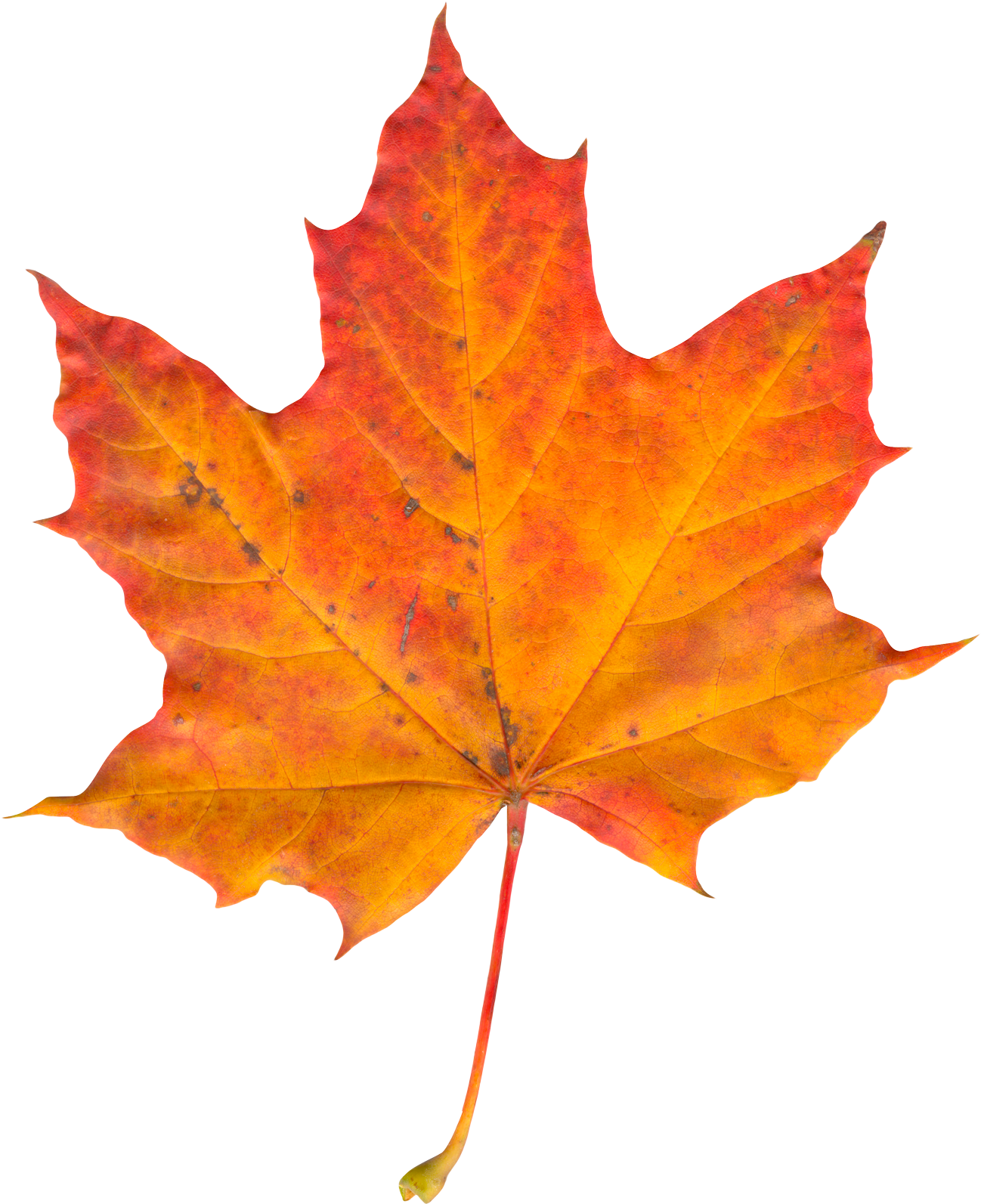 Leaf Png Photo - Sugar Maple Leaf In Fall (1600x1703)