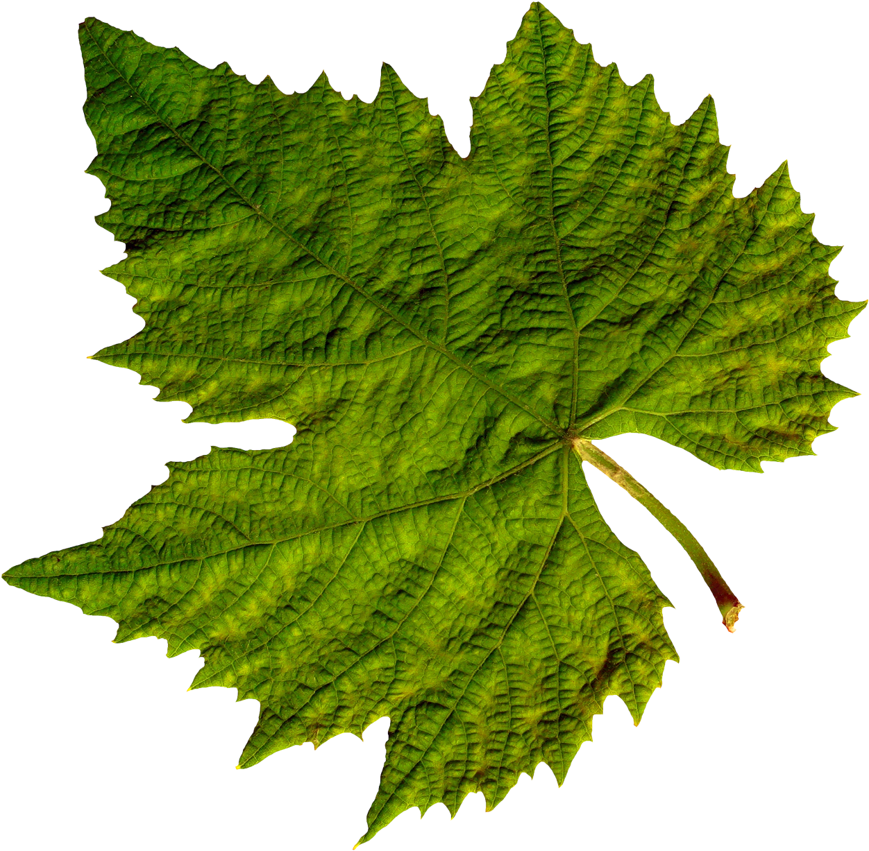 Best Free Green Leaves Icon - Grape Vine Leaf (1280x1254)