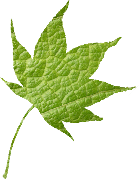 Welcome - Maple Leaf (500x637)