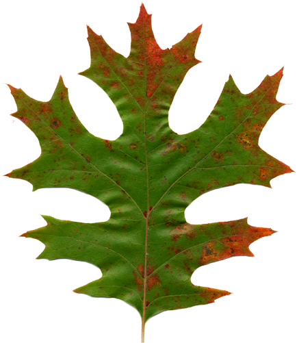 Awaiting Spring - Maple Leaf (455x512)