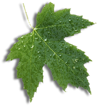 Ultrasound - Amniocentesis - Sonohysterography - Maple Leaf (458x461)