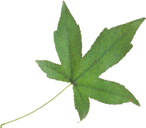 Green Leaf - Maple Leaf (505x426)