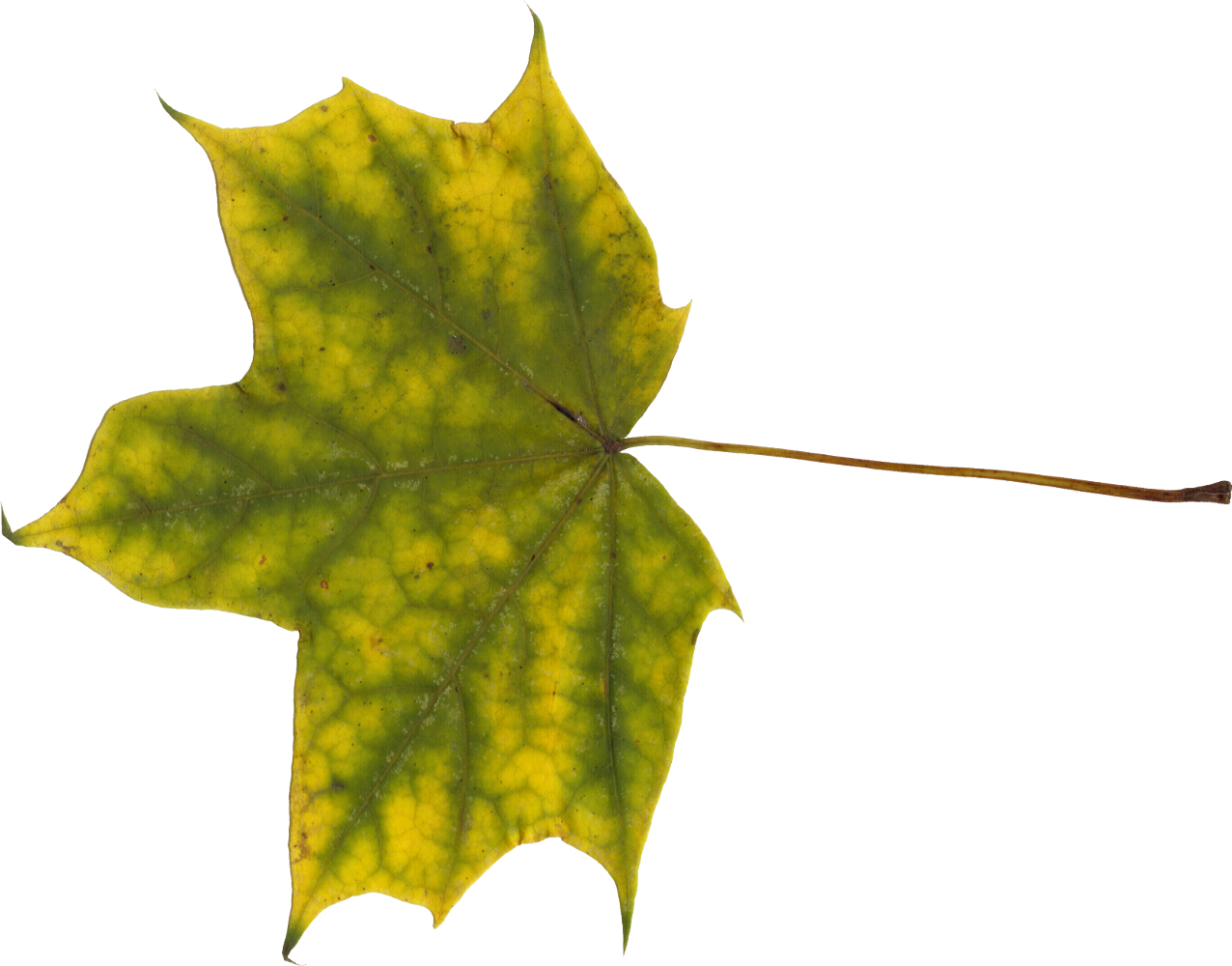 Free Download - Maple Leaf (1276x1000)