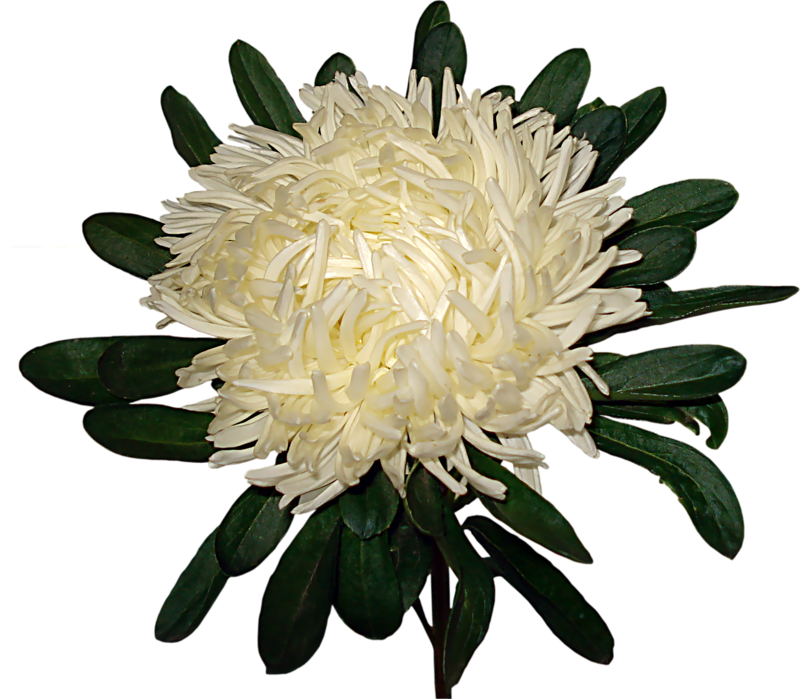 Chrysanthemum Flower Garden Roses Clip Art - Chrysanthemum Flower Garden Roses Clip Art (800x699)