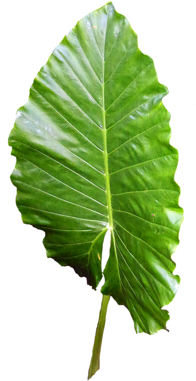 Leaf Green Leaves Green Leaf Png Image - Skin (740x1280)
