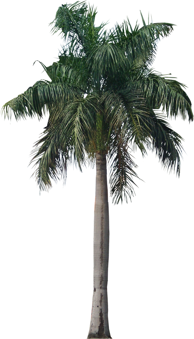 Palm Tree Png Photo Image - Royal Palm Tree Png (640x1093)