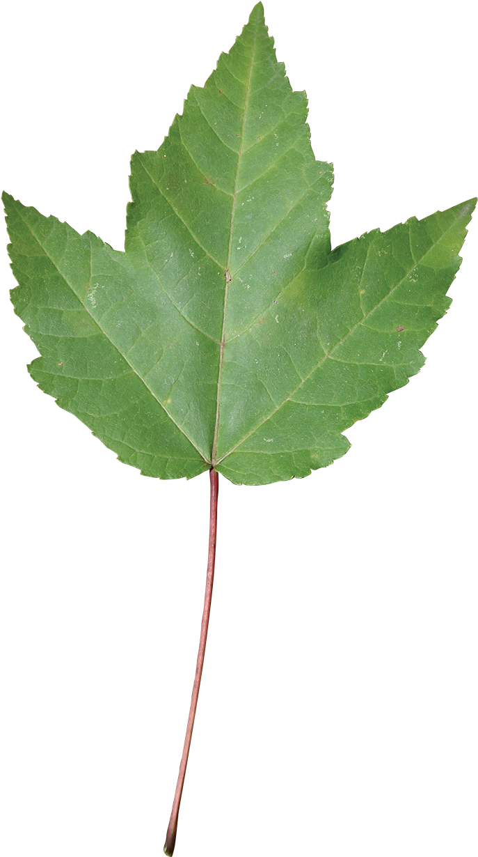 Swamp Red Maple Leaf (900x1331)