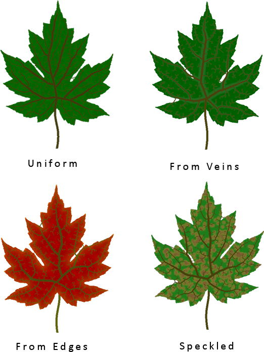 Different Leaf Texture Types - Maple Leaf (600x700)