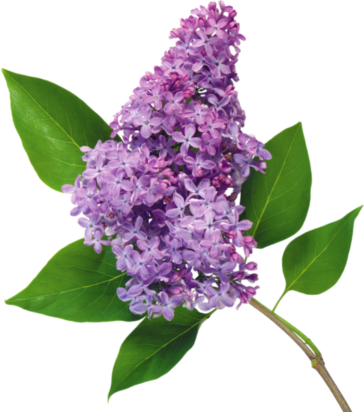 Flower Common Lilac Garden Roses Blume - Flower Common Lilac Garden Roses Blume (600x600)