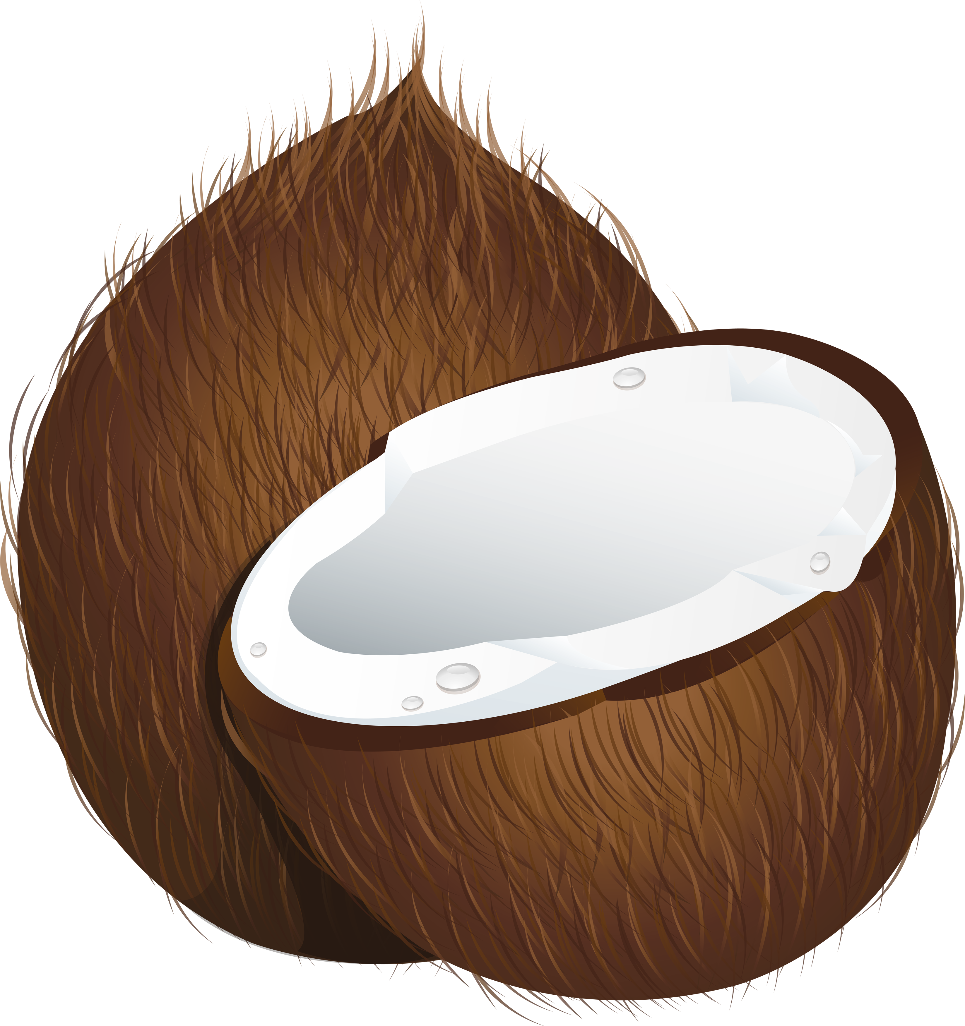 Pin Coconut Clipart - Coconuts Clipart (3296x3506)