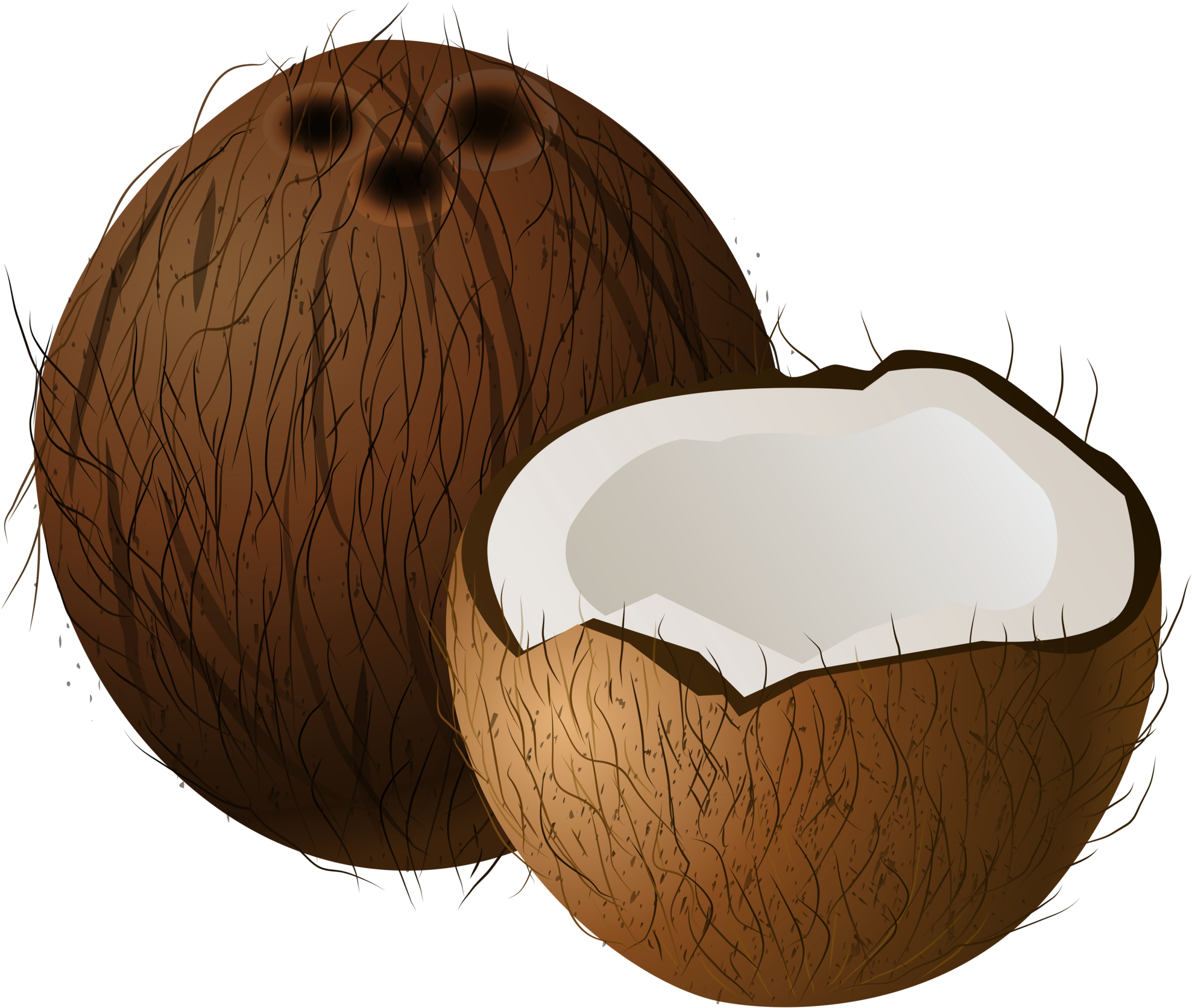 Cut Coconut In Half (2000x1691)
