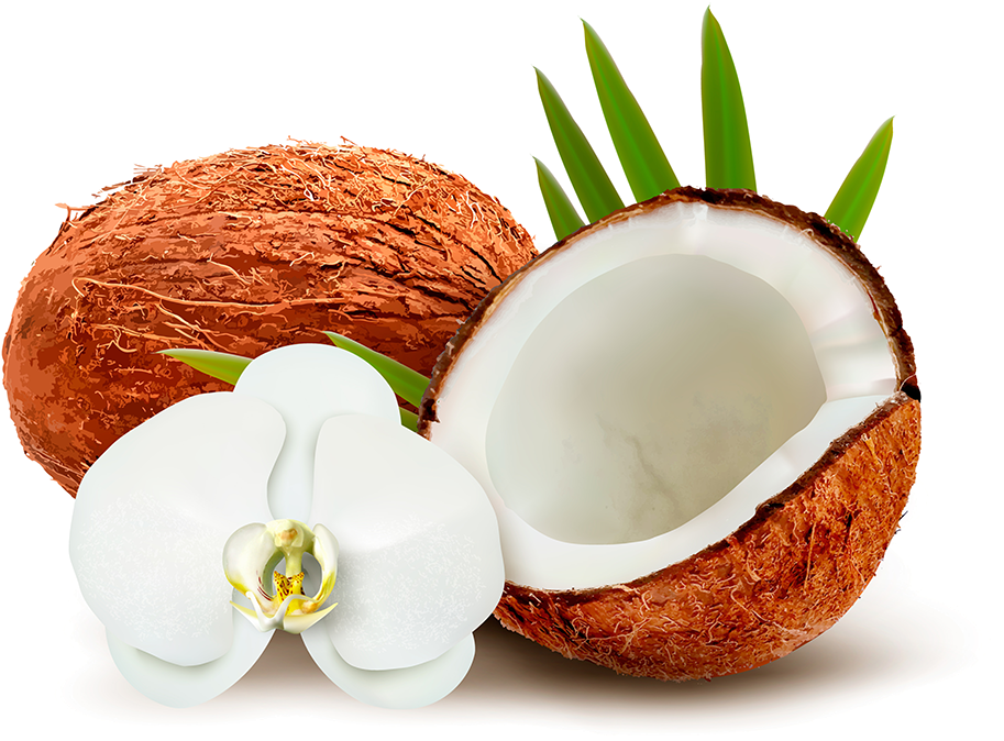Coconut Water Coconut Milk Clip Art - Coconut Water Coconut Milk Clip Art (1024x956)
