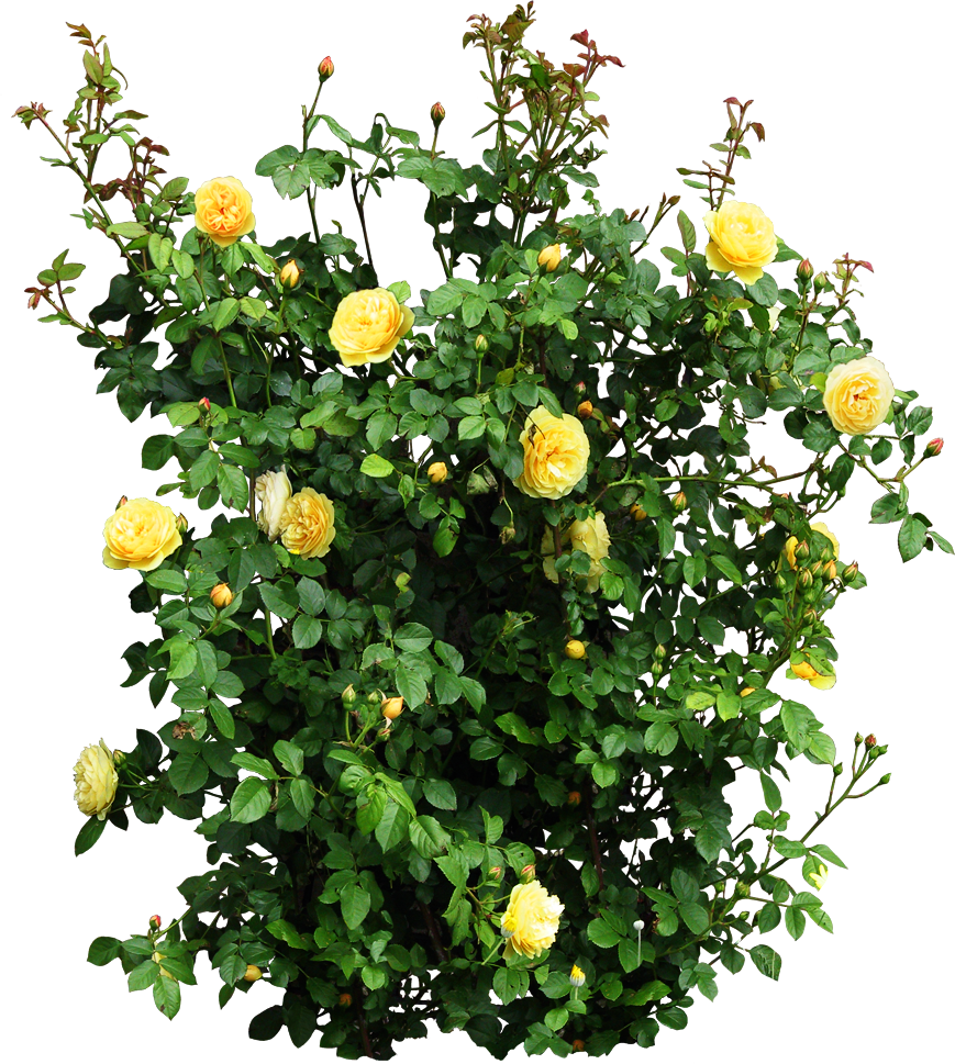 Plant Garden Roses Flower Shrub - Plant Garden Roses Flower Shrub (869x969)