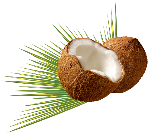 Beautiful Coconut Png Transparent Images - Coconut Oil (500x446)