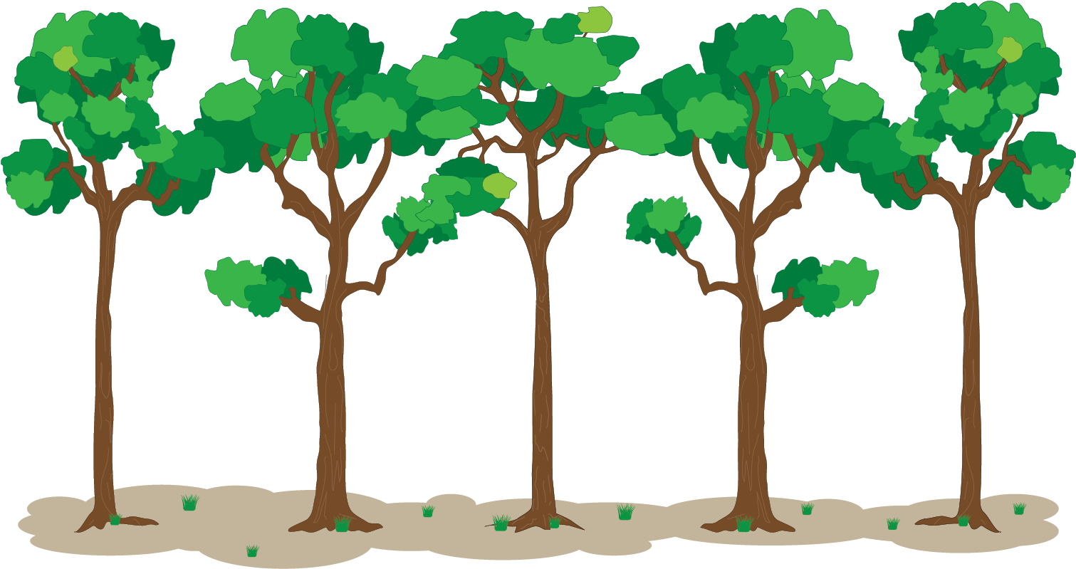 Hilera De Especies Maderables - Illustration (1650x1275)