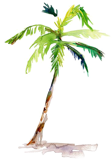 Watercolor Painting Arecaceae Drawing - Palm Tree Water Color (564x607)