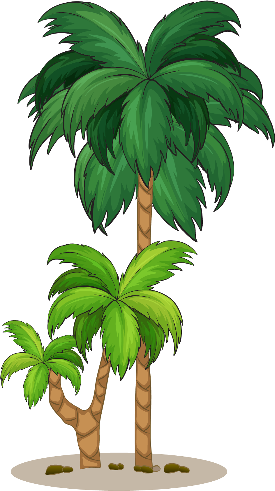 Coconut Arecaceae Tree Illustration - Coconut Arecaceae Tree Illustration (1213x1836)