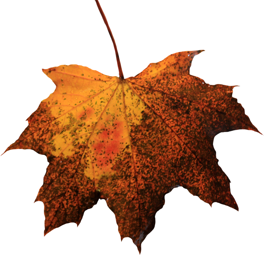 Leaf Png Picture - Old Leaf Png (900x870)