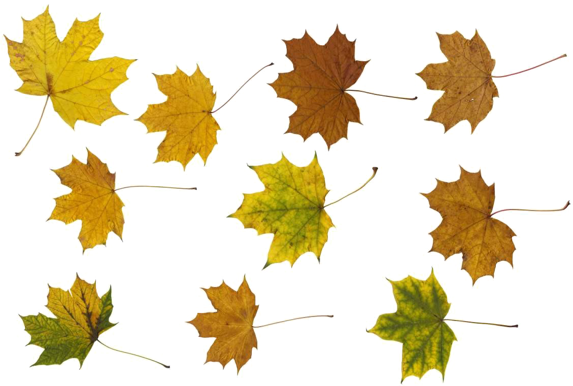 Maple Leaf Png Photos - Portable Network Graphics (1200x800)