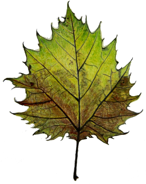 Interrogation - Autumn (498x640)