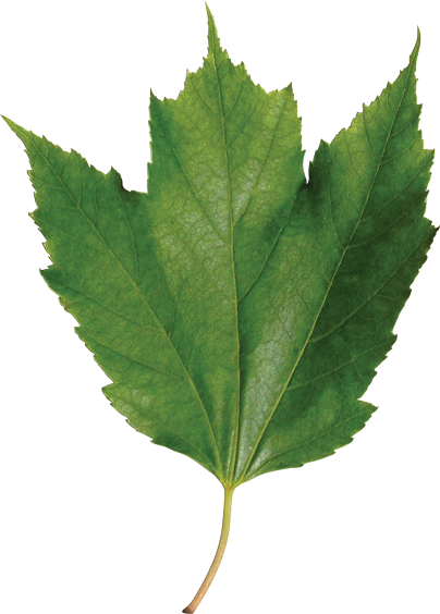 Identify A Leaf - Maple Leaf (404x564)