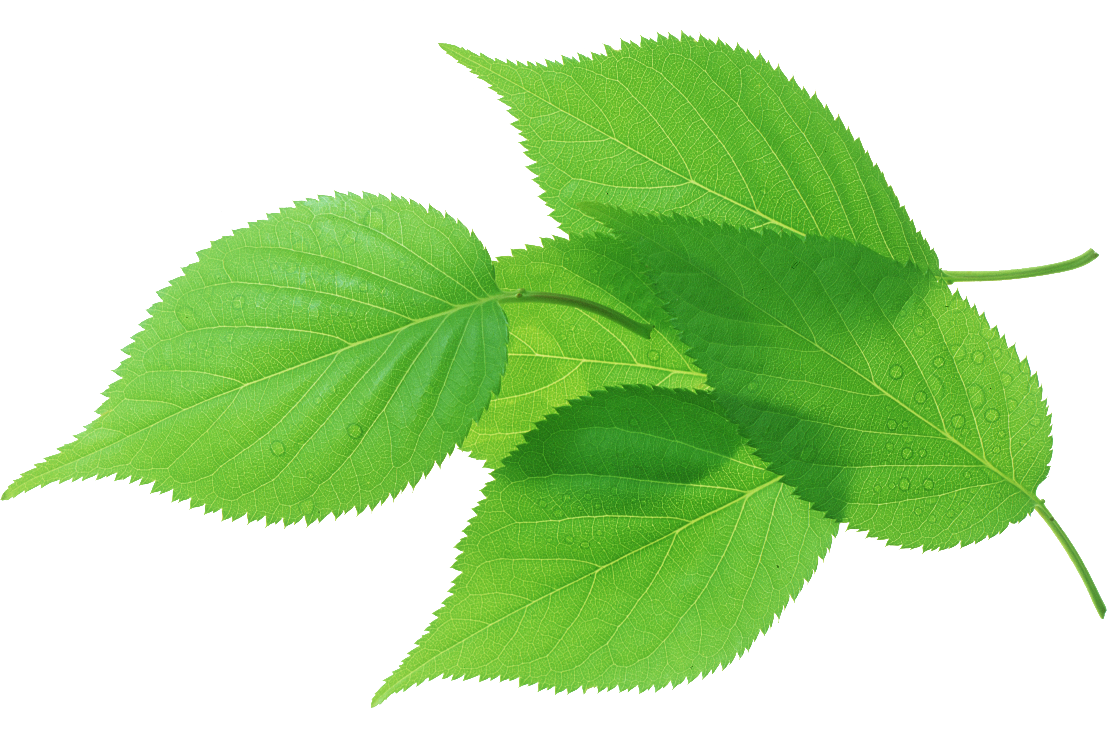 Leaf Green Transpiration Stock Photography - Leaf (5117x3482)