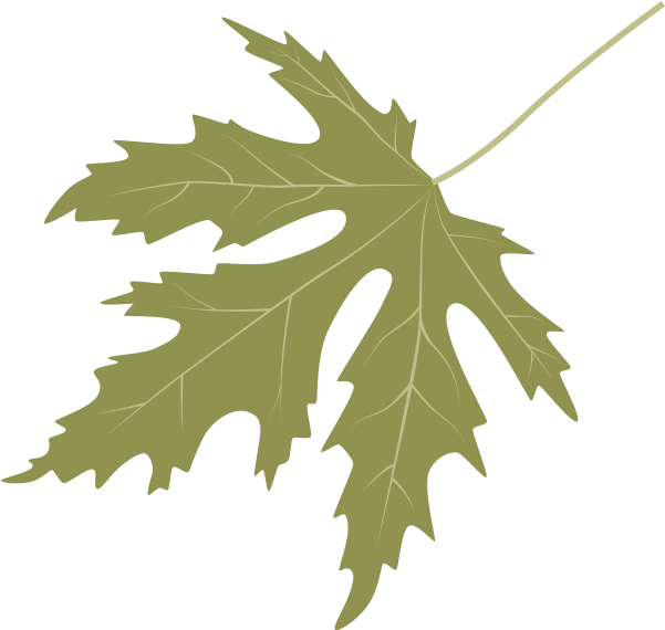 Silver Maple - Maple Leaf (600x600)