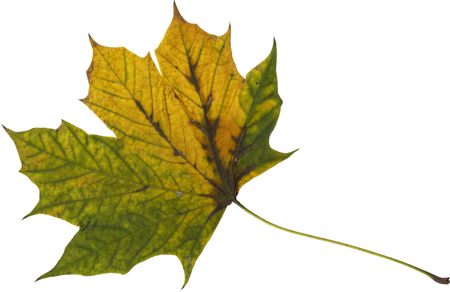 Free Download - Maple Leaf (1541x1000)