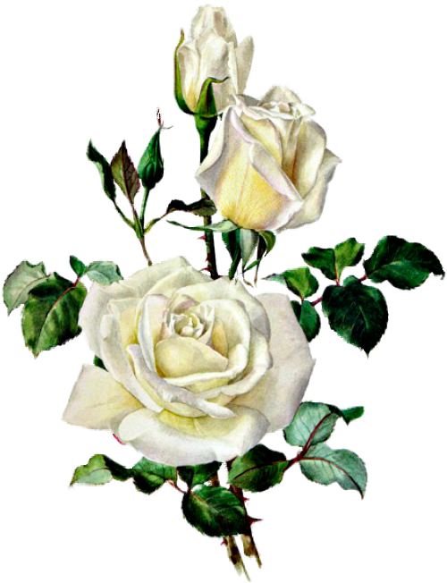 Розы - Rose Botanical Illustration Bouquet (500x652)