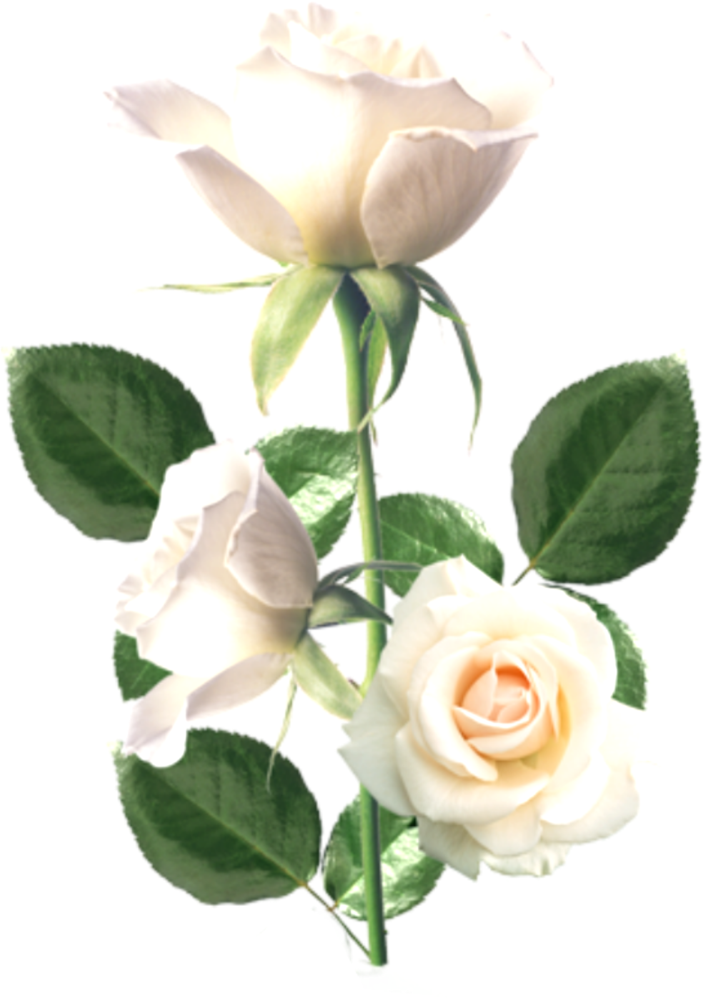 Flowers Flowers Creative Background Material,beautiful - Flowers Flowers Creative Background Material,beautiful (1318x1500)