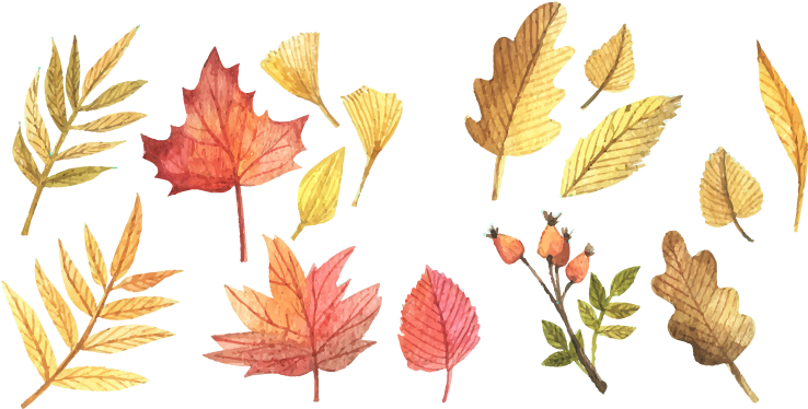 Scalable Vector Graphics Autumn Leaf Color Clip Art - Scalable Vector Graphics Autumn Leaf Color Clip Art (800x800)