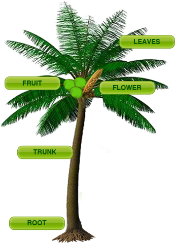 Click Each Label In The Coconut Tree To View The Details - Coconut Tree With Parts (400x493)