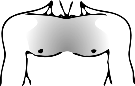 Most Common Chest Hair Pattern - Human Chest Coloring Page (440x281)