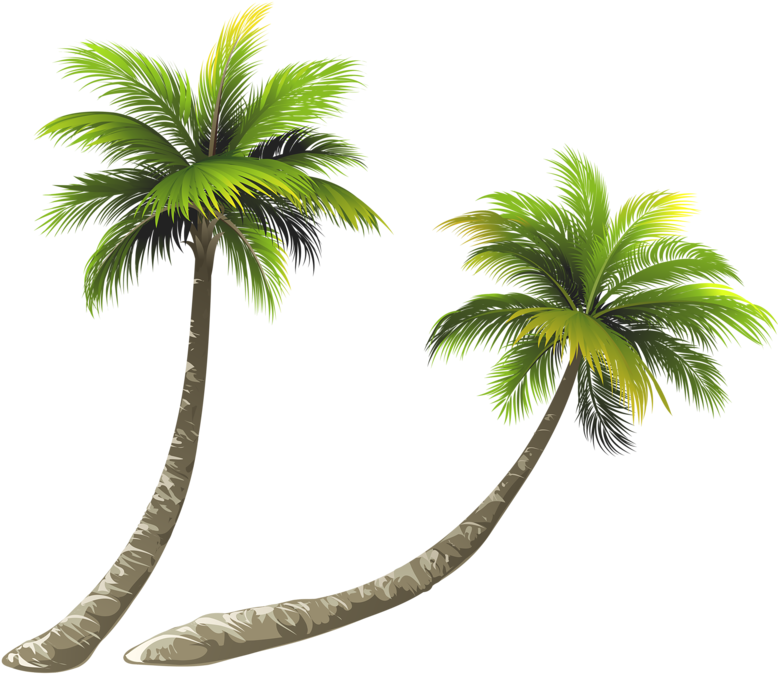Arecaceae Coconut Royalty-free Illustration - Coconut Tree Clipart Png (800x685)
