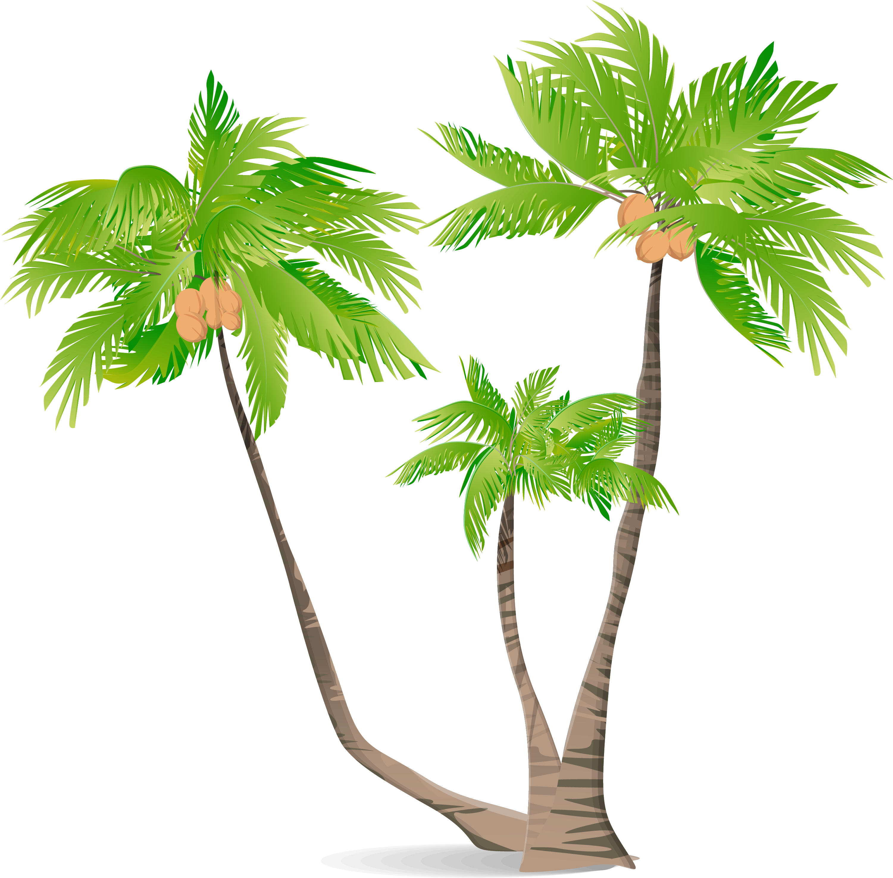 Arecaceae Green Coconut Illustration - Coconut Tree Cortoon Png (3001x2953)