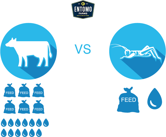 Cricket Food For Sustainability Infographic (700x600)