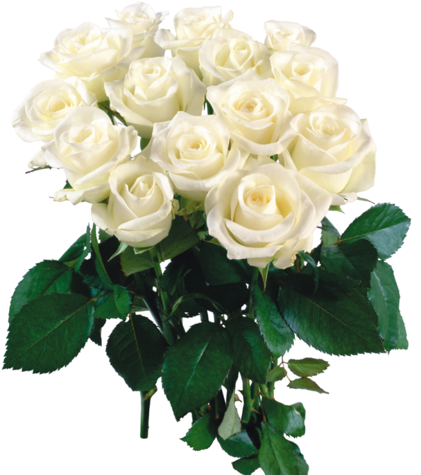 Róże Png - Валерию С Днем Рождения (611x700)