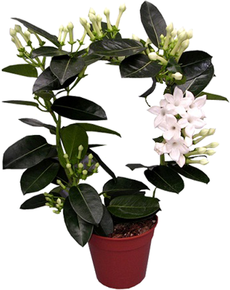 Стефанотис Купить В Ярославле С Доставкой - Houseplant (600x600)