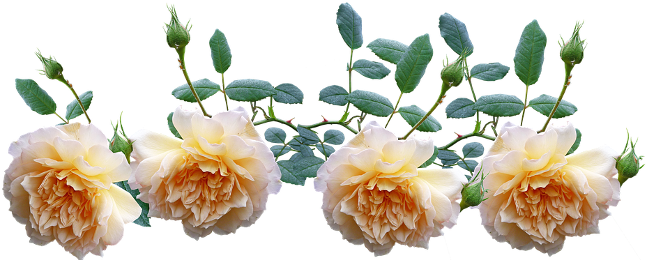 Garden Roses (960x377)