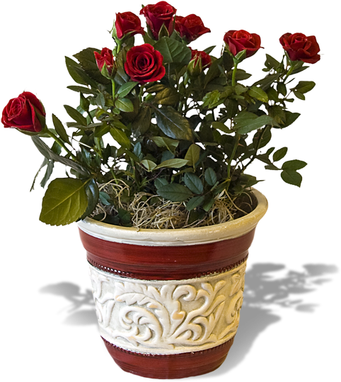 Blind Shoots - Pianta Di Rosa In Vaso (500x574)