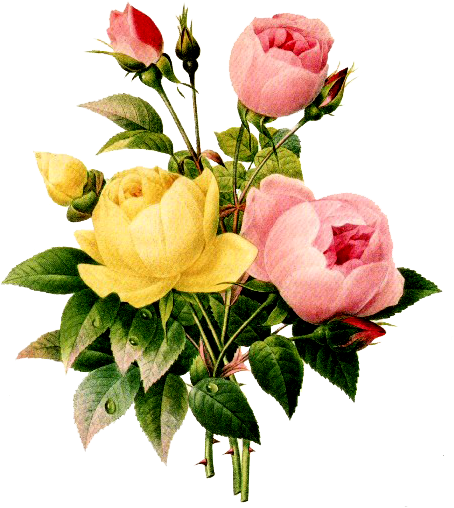 Rosa Lutea And Rosa Indica Art Print By Pierre Joseph - Collected Poems Of Emily Dickinson [book] (584x600)