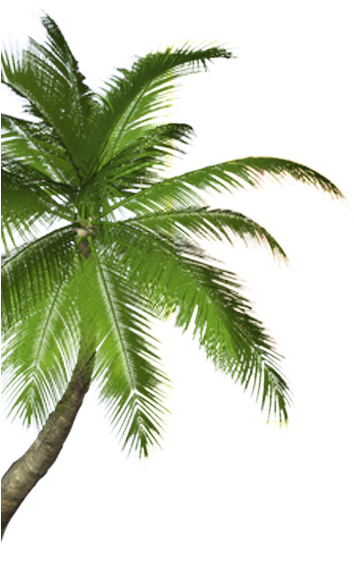 Real Coconut Tree Png (353x605)