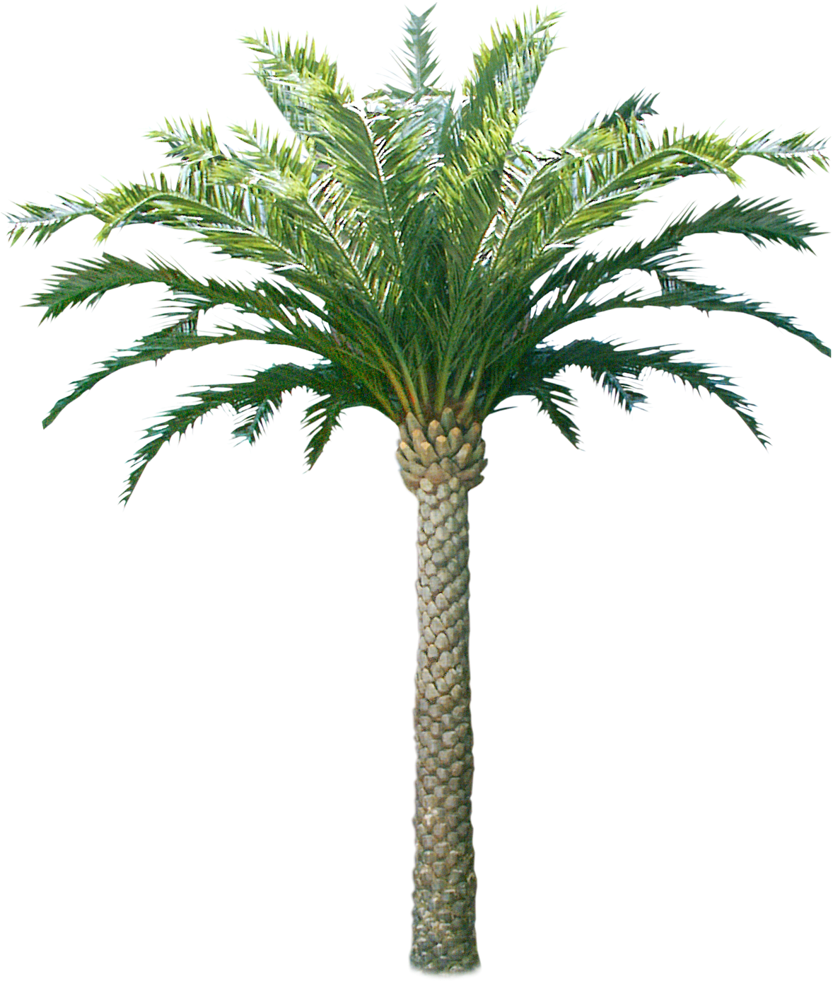 Tutup Kaca - Coconut Tree Only Png (1237x1600)