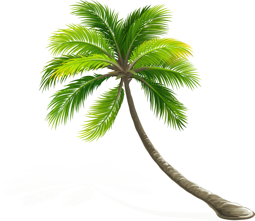 Coconut Arecaceae Leaf Tree - Palmtrees In White Background (975x844)